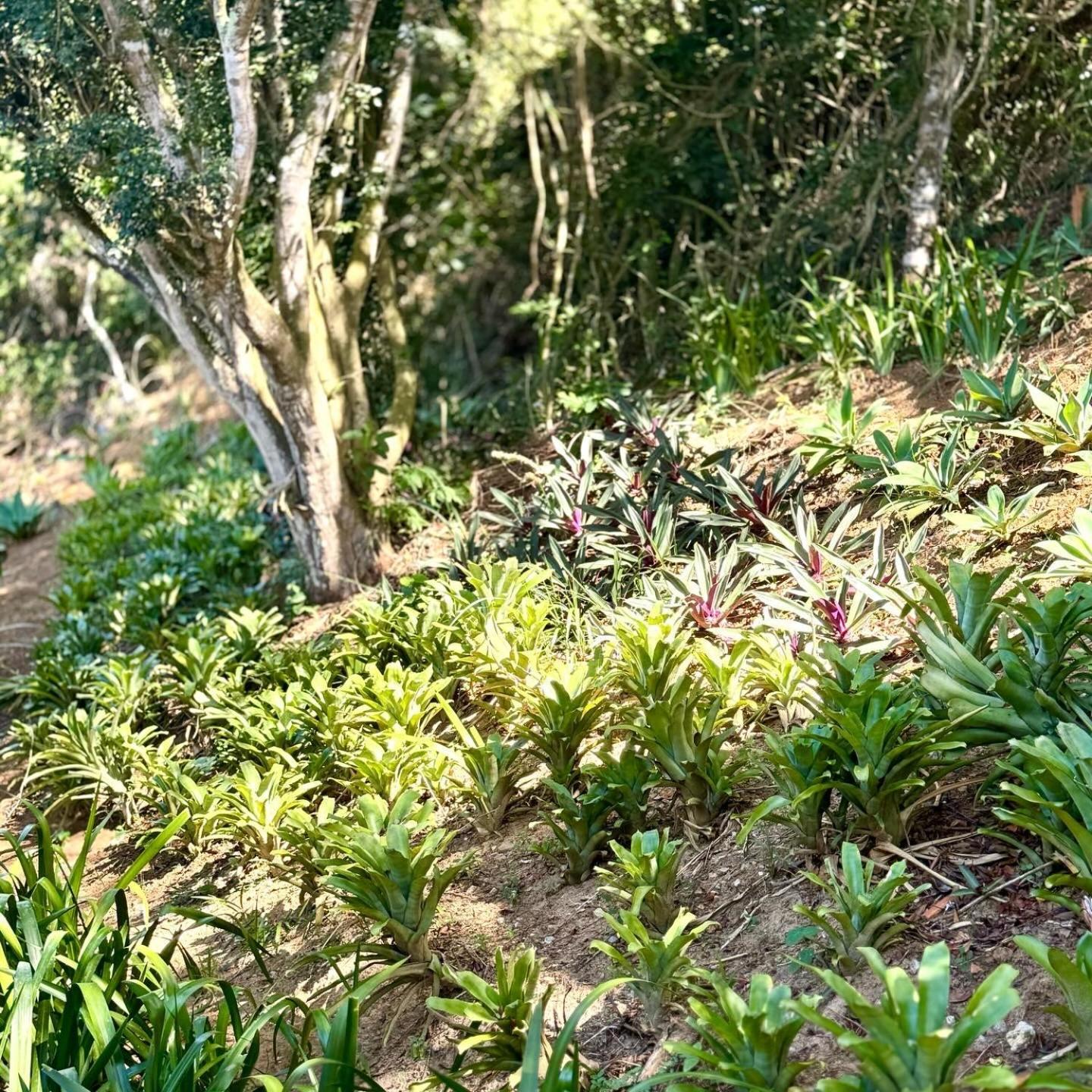 Estrelamar Ferradura Pousada Restaurante & Spa Búzios エクステリア 写真